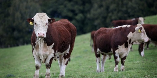 New Zealand's beef cattle are largely grass-fed in open paddocks - with benefits for the cattle, for consumers and for New Zealand companies seeking to tell their unique story internationally.